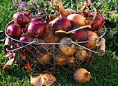 Wire basket with freshly harvested Allium cepa (onion)