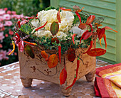 Brassica (ornamental cabbage) in hand-made ceramics