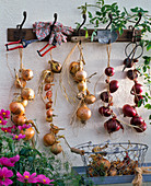 Allium (Gemüsezwiebeln, Schalotten, rote Zwiebeln) zum Trocknen an Garderobe