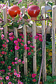 Garden balls of glazed terracotta on wooden fence