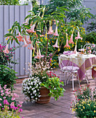 Datura 'Pink Favorite' (angel trumpet) planted