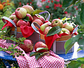 Malus 'Bohnapfel' (apple) in basket, towel