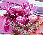 Cyclamen and candles in tray, surrounded by Erica