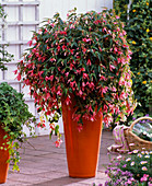 Begonia Summerwings 'Rose'