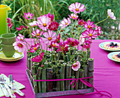 Arrangement from Cosmos in stems of Polygonum