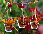 Malus (Äpfel, Zieräpfel) und Herbstlaub von Acer (Ahorn) in kleinen Gläsern