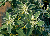 Euphorbia 'Bergkristall' (einjährige Sommerwolfsmilch)