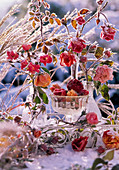 Pink in vases and glass bowl in hoarfrost on tray, snow