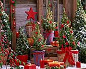Weihnachtliche Terrasse mit Picea glauca 'Conica' (Zuckerhutfichten)