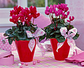 Cyclamen persicum with loops, box of sweets