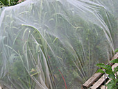 Daucus carota (Möhren) und Allium cepa (Zwiebeln) unter Schutznetz