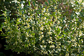 Sarcococca confusa, winter bloomer with pleasant scent