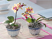 Mini phalaenopsis (Malay flower) in Chinese rice bowls
