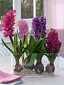 Hyacinthus 'Jan Bos' 'Pink Pearl' 'Purple Sensation'