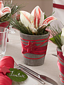 Christmas table decoration with Amaryllis