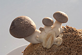 Mushroom cultivation in the room