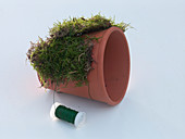 Pot with moss and catkins
