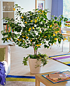 Abutilon (Schönmalve) unterpflanzt mit Hedera (Efeu)