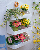 Wall shelf with Primula acaulis and Primula Belarina