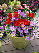 Pot with Tulipa 'Red Paradise' (tulip), Crocus (Crocus)