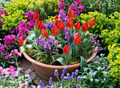 Terracotta bowl with Tulipa 'Red Paradise' (tulip)