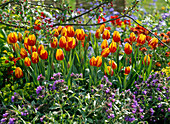 Tulipa 'Mickey Mouse' (tulip), pulmonaria (lungwort)