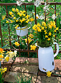 Narcissus 'Tete A Tete' (Narcissus) in enameled jugs