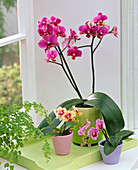 Various phalaenopsis also as mini by the window