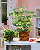 Sparmannia, Ficus pumila in basket planters