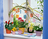 Spring window with primula, tulipa, ranunculus