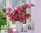 Malus (ornamental apple) bouquet at the window