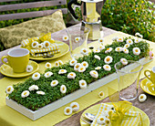 White-green table decoration with daisies and cress