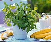 Fruchtkräuter : Mentha arvensis (Bananenminze) in Korb, Musa (Bananen)