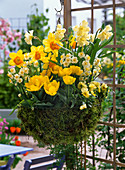 Narcissus 'Orange Eye', 'Cassata', 'Avalanche' (Daffodil)