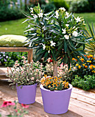 Nerium oleander 'Soeur Agnes' (Oleander) Stamm unterpflanzt