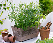 Artemisia dracunculus (tarragon)