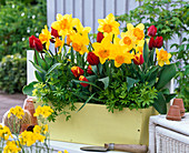 Plant box with daffodils and tulips