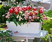 Plant white box with tulips and bellis