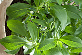 Stevia rebaudiana (sugarcane, sweet herb)