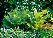 Matteuccia struthiopteris (fern bouquet), pulmonaria (lungwort)