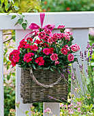 Dianthus caryophyllus (carnations) in wicker basket
