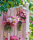 Small cosmos (daisies) bouquet on the fence
