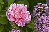 Rose 'Salet' often flowering, fragrant, very frost hardy, Phuopsis stylosa