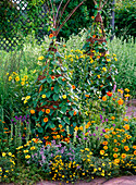 Willow as a trellis aid for Thunbergia lichens