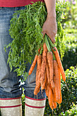 Woman with freshly harvested Daucus carota (carrots, carrots)