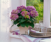 Hydrangea 'Tivoli Blue' at the window, tray with glasses