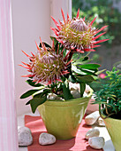 Protea 'Little Prince' (Protee) am Fenster