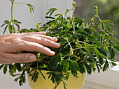Mimosa pudica (Mimose, Rühr-mich-nicht-an)