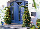 Blue house entrance with Thunbergia alata (black-eyed Susanne)