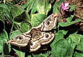 Wothe : Nachtpfauenauge (Saturnia pavonia) Weibchen